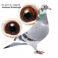 PL-0211-21-12547 - Podwójna wnuczka "Diamond Porsche" - CERTYFIKAT DNA!!!