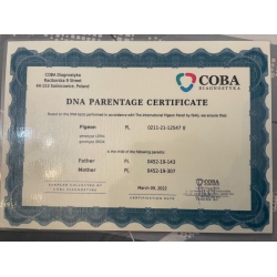 PL-0211-21-12547 - Podwójna wnuczka 