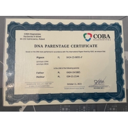 PL-0424-23-6695 - Porsche Mustang x Porsche Dakar - CERTYFIKAT DNA!!!!