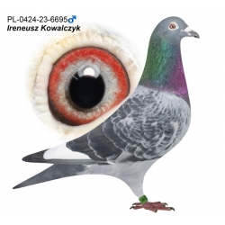 PL-0424-23-6695 - Porsche Mustang x Porsche Dakar - CERTYFIKAT DNA!!!!