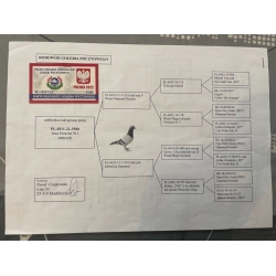 PL-0311-22-3500 - INBRED PORSCHE - Wnuk 