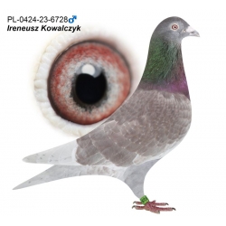 PL-0424-23-6728 - Wnuk "Diamond Porsche" x Kokartis x Kruger